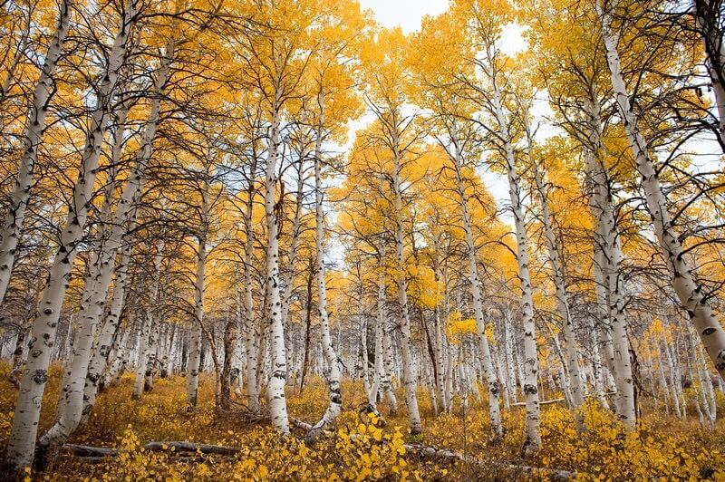 Tucker Hammerstrom - Aspen Forest