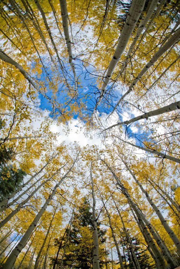 Kaibab National Forest - Aspen Sky