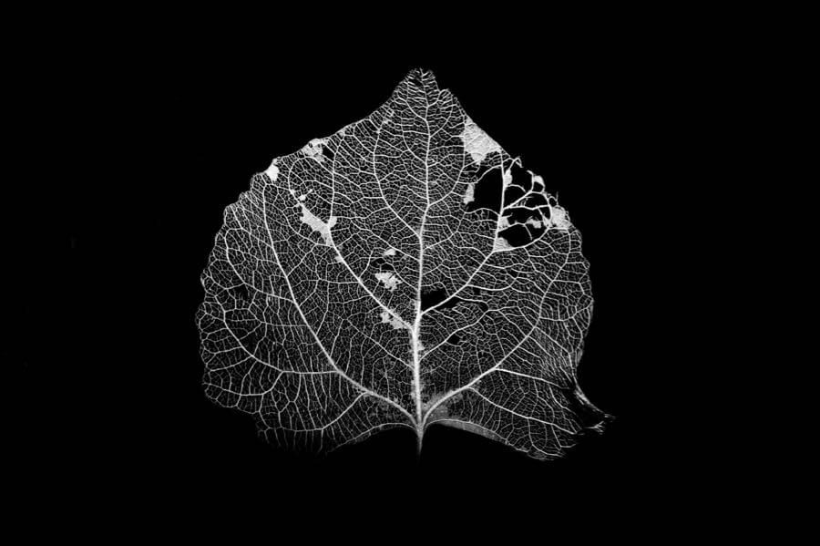 Shaun Fisher - Decayed Aspen Leaf in B&W