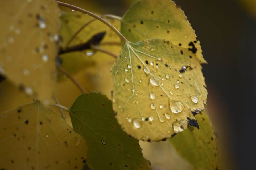 Diana Robinson - Raindrops on aspen leaves in the Tetons