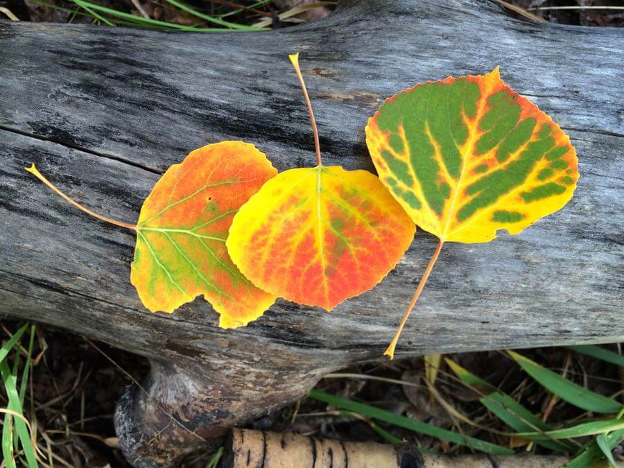 Coconino National Forest - 2014 Fall Colors beginning