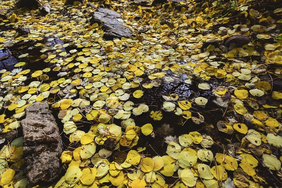 Matthew - Aspen Puddle