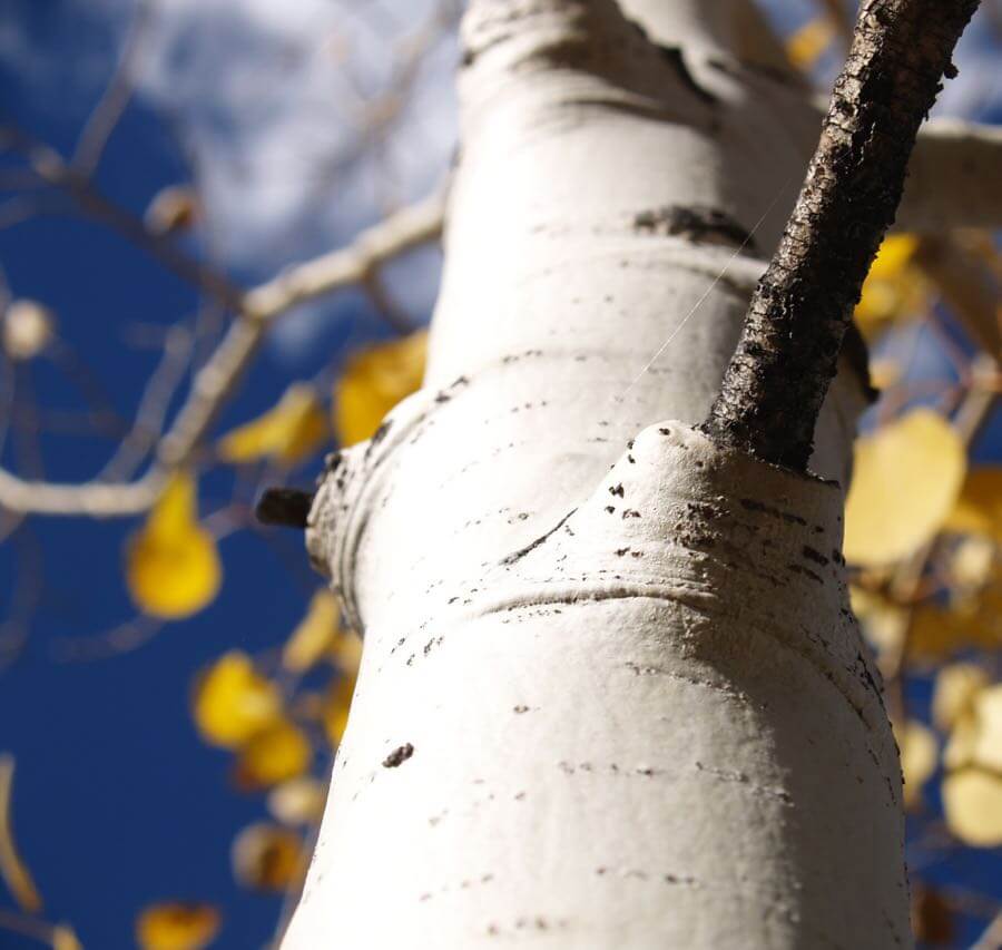 Aidan Grey - Aspen Bark