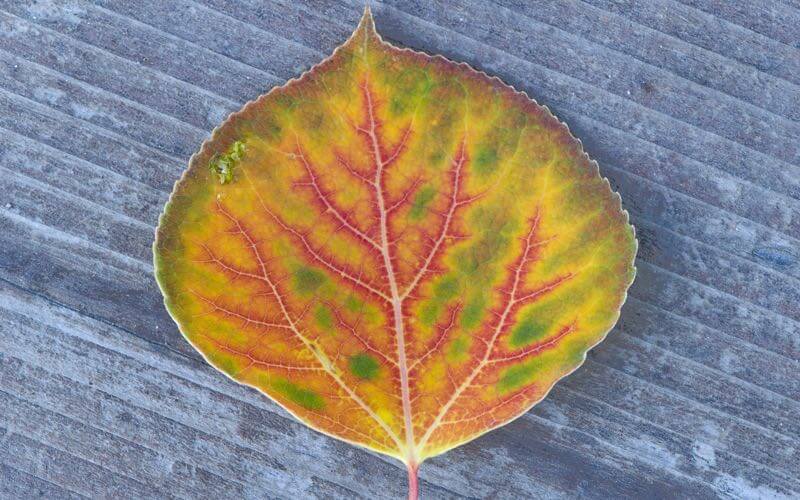 D. Sikes - Colorful Aspen leaves.