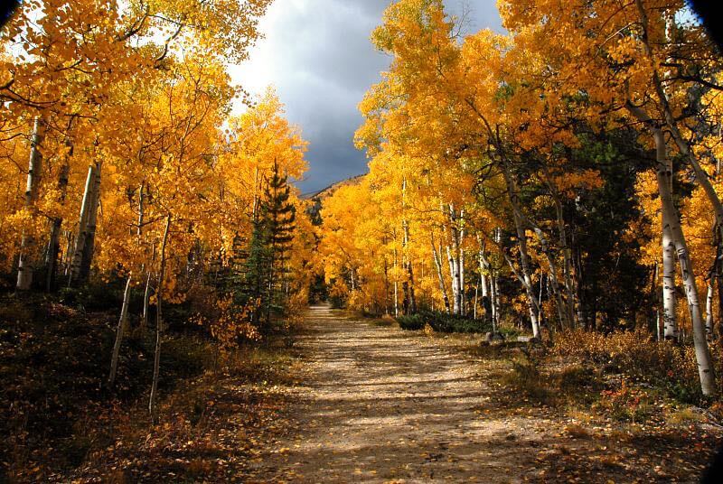 W.G. Dayton - September 2008 Fall Aspen Photos