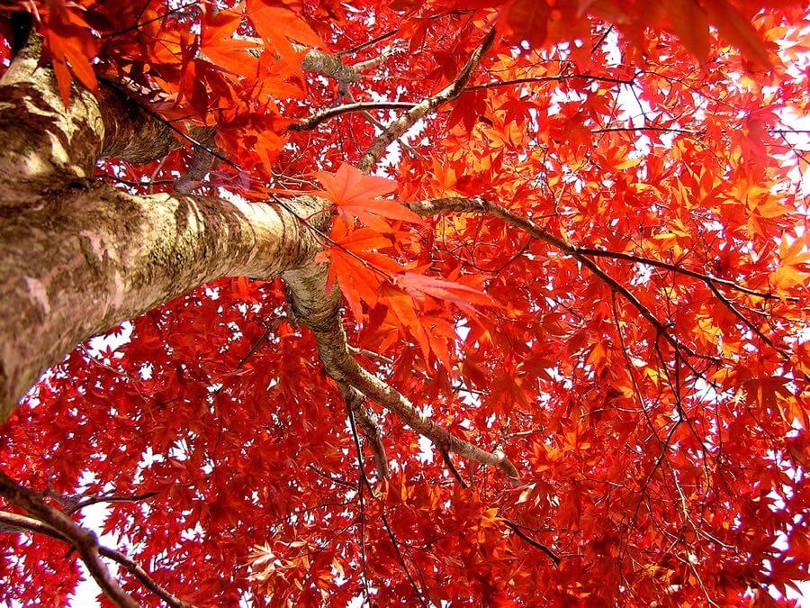 liz west - momiji from below