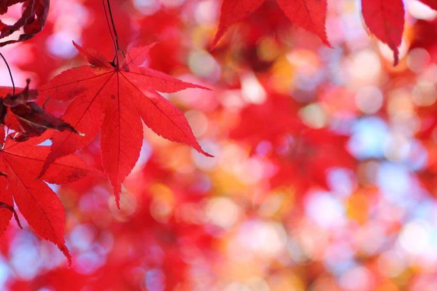 t-mizo - Autumn Leaf Color (Hirosaki, Aomori, Japan)