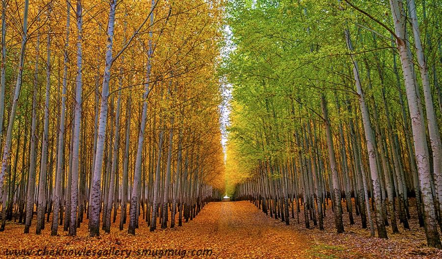 Charles Knowles - Autumn Tree Farm and road