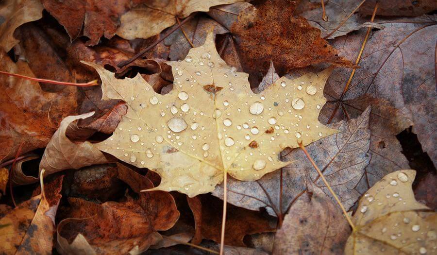 Thirdblade Photography - Autumn Drops