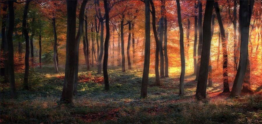 Ceri Jones - Golden Woodland Dawn