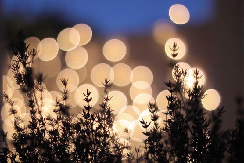 christmas tree with lights