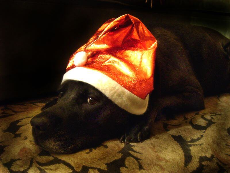 dog with a santa hat