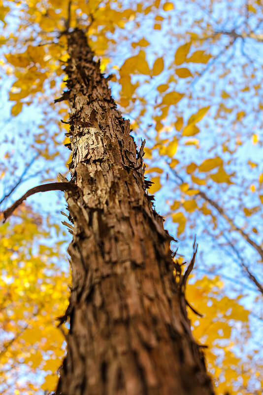 rough bark tall tree yellow leaves