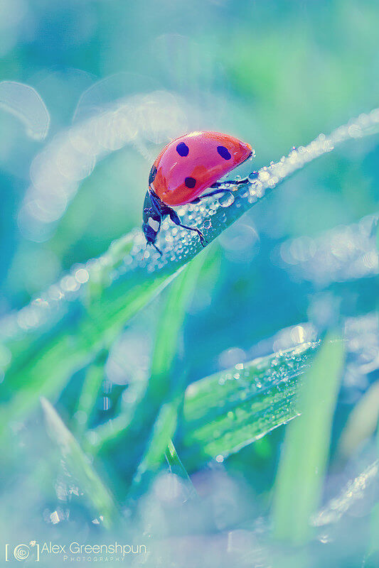 ladybug on grass