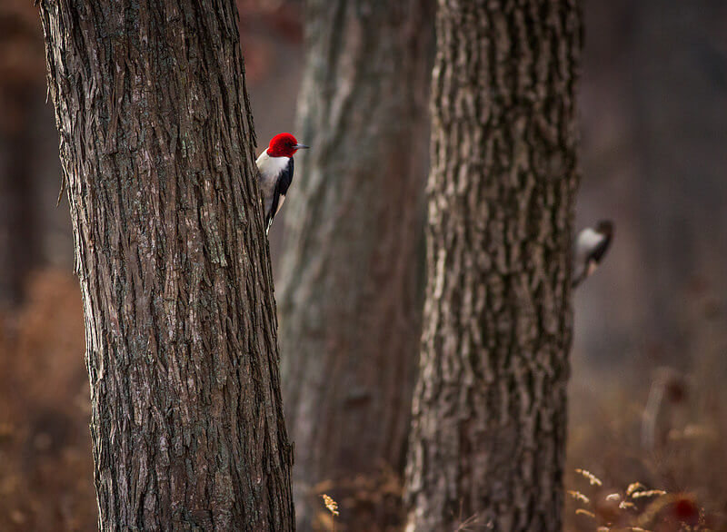 Pair of Red-headed Woodpeckers