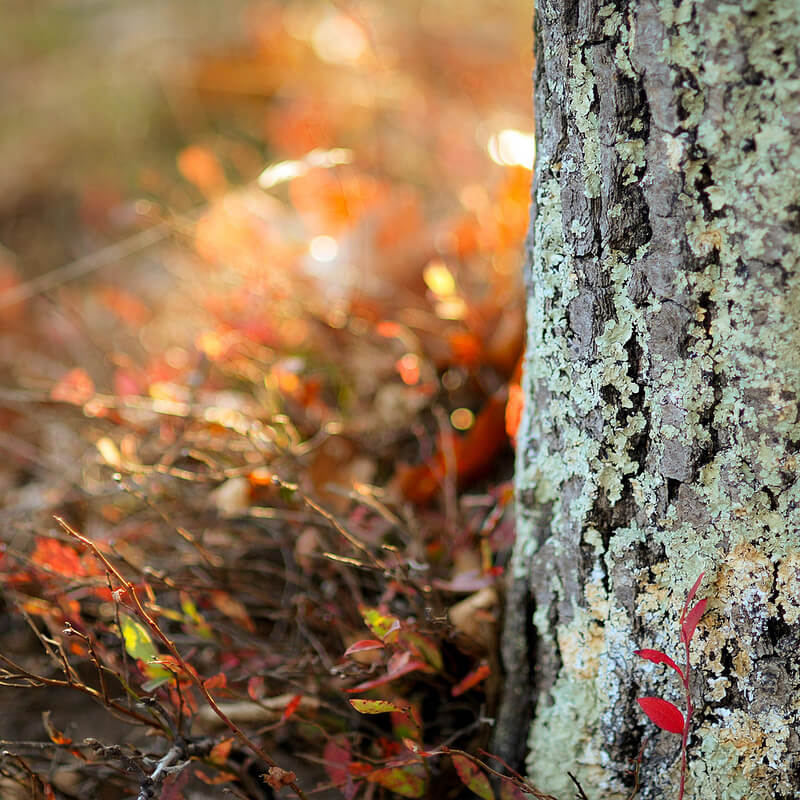 tree trunk