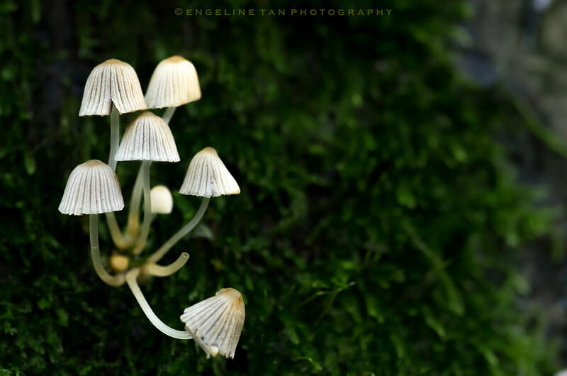 mushroom chandelier