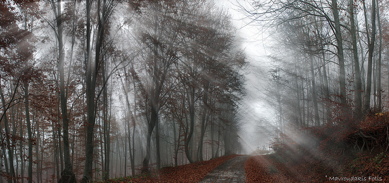 Rays of light in misty forest