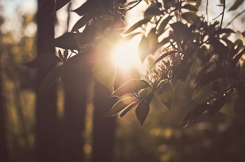 sun shining through leaves