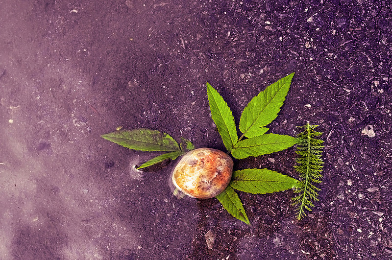 rock and green leaf