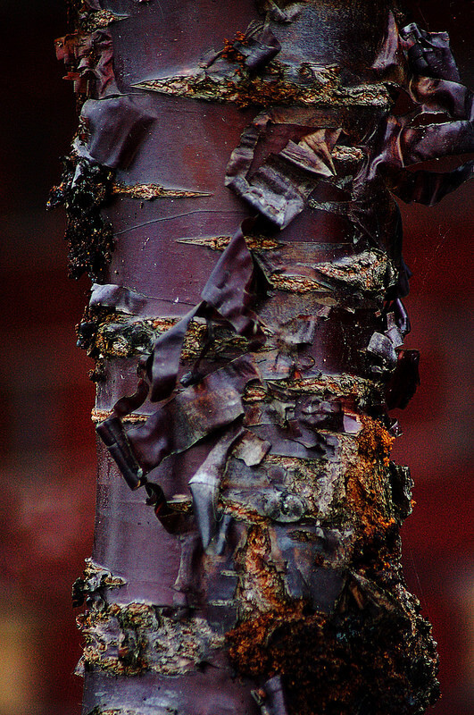 cherry tree trunk