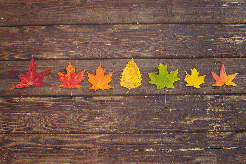 autumn leaves in row