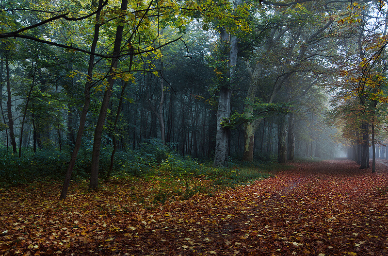 forest in Austria