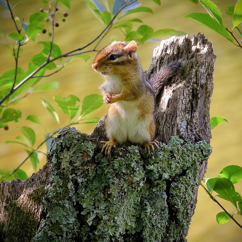 chipmunk on tree stump