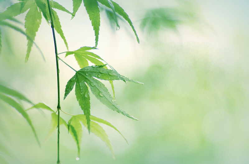 rain on leaves