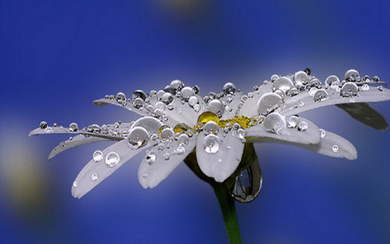 dew on white flower