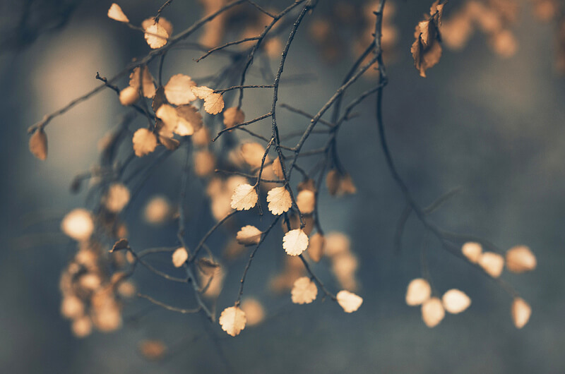 bokeh tree leaves