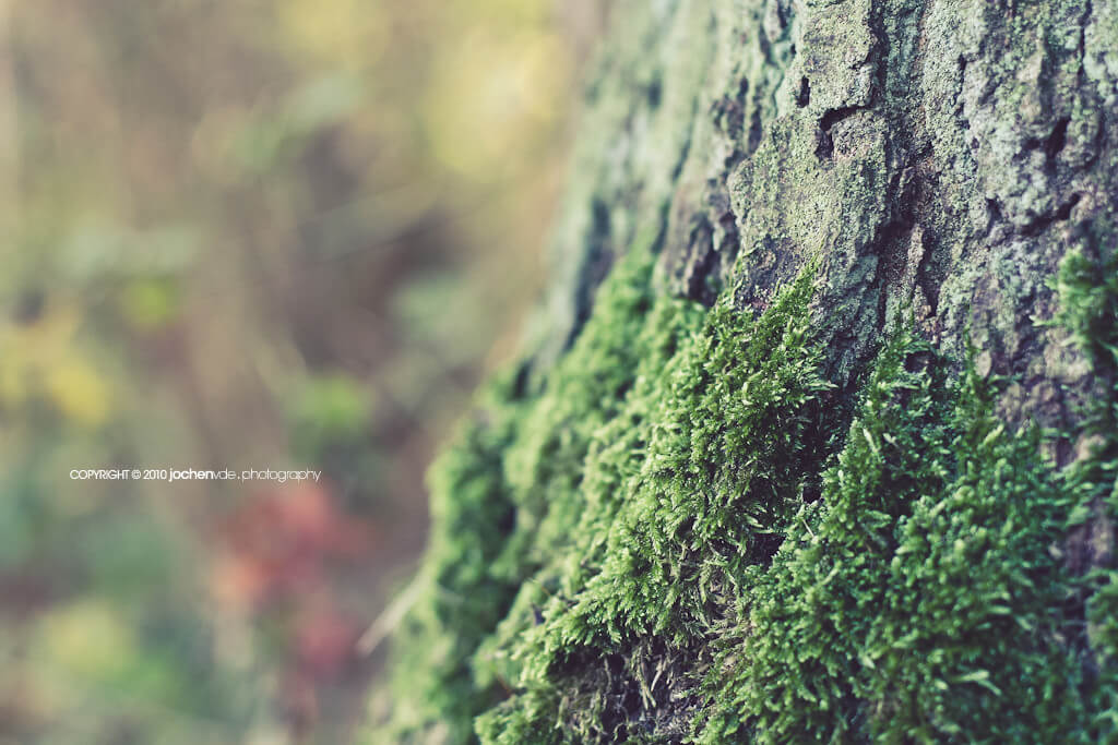 tree moss bokeh