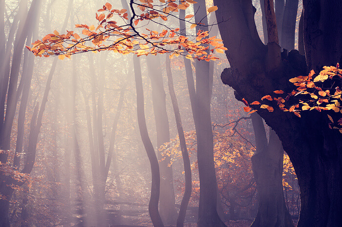 misty forest