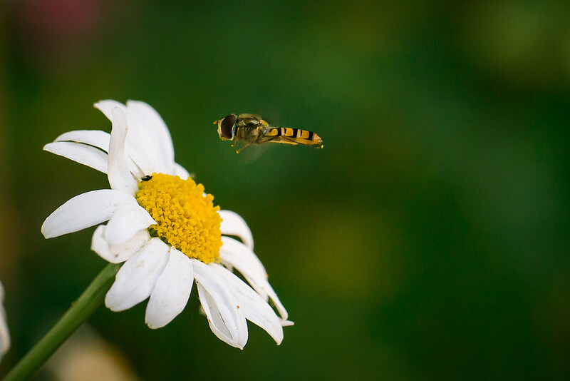 bee over flower