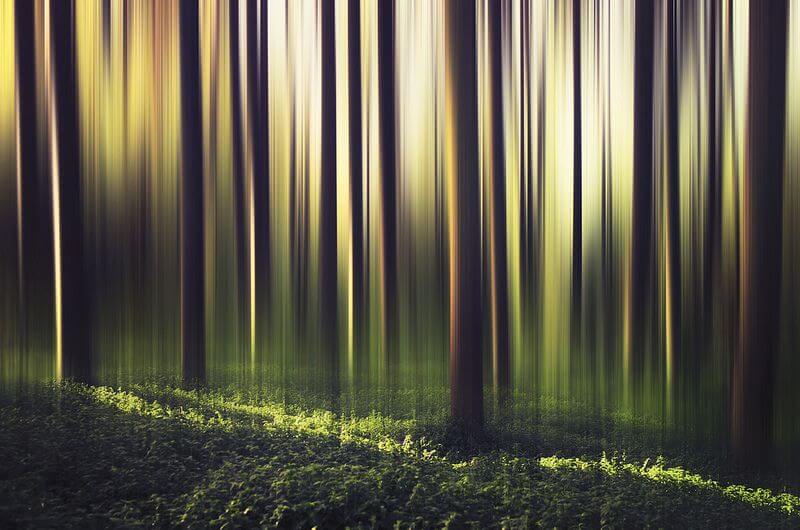 blurred forest