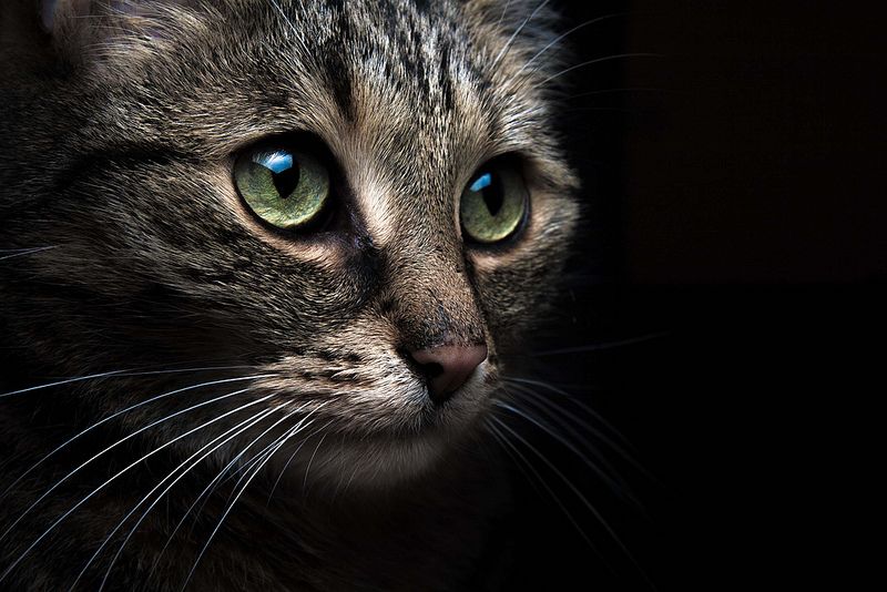 Silvio Prahl - cat closeup