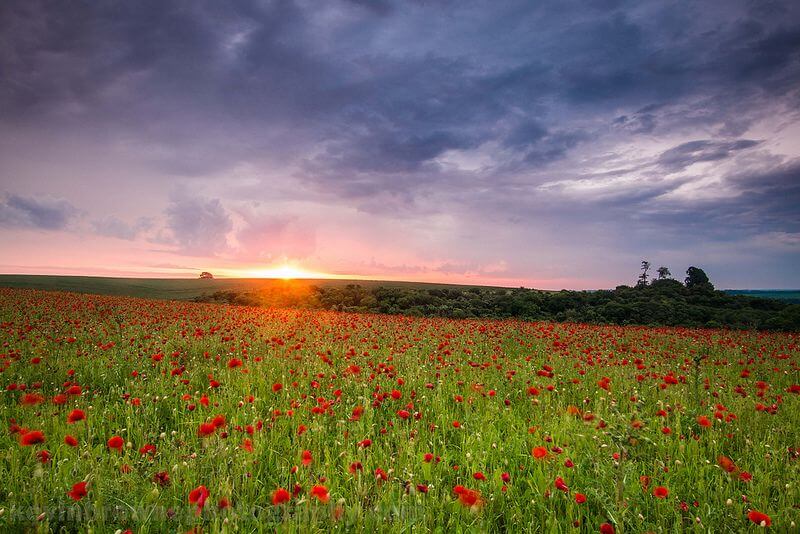 Sunrise over a poppy field near Wherwell, Hampshire. 