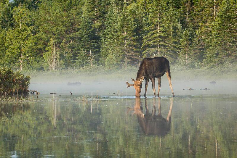 Nate Hughes - Bull moose in the mist