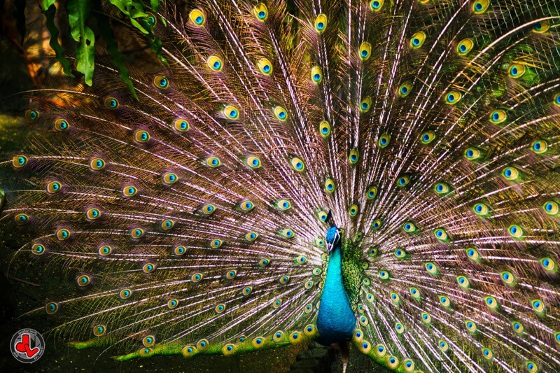 Jonathan Leung - Pretty Peacock