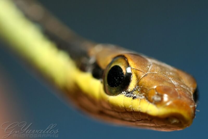 Gerald Yuvallos - Garter Snake