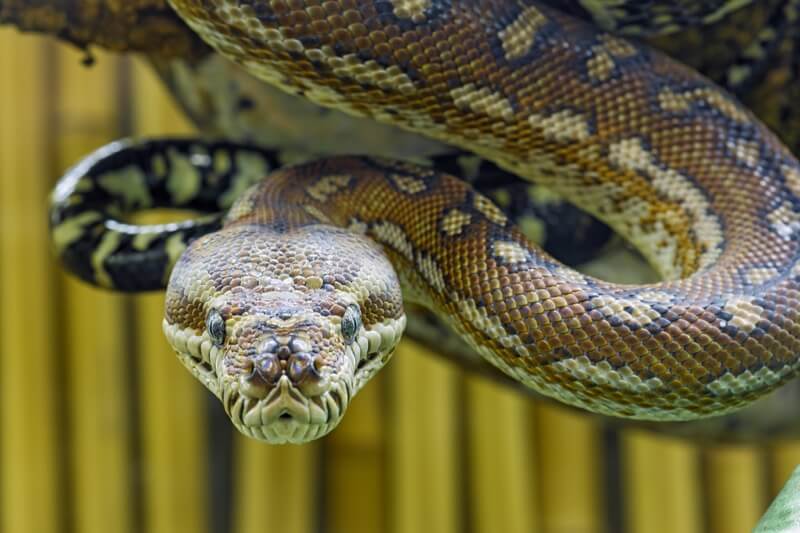 Tambako The Jaguar - Menacing snake