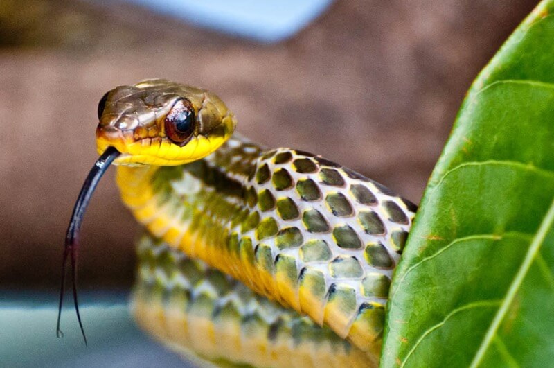 Luca Venturi - Snake climbing