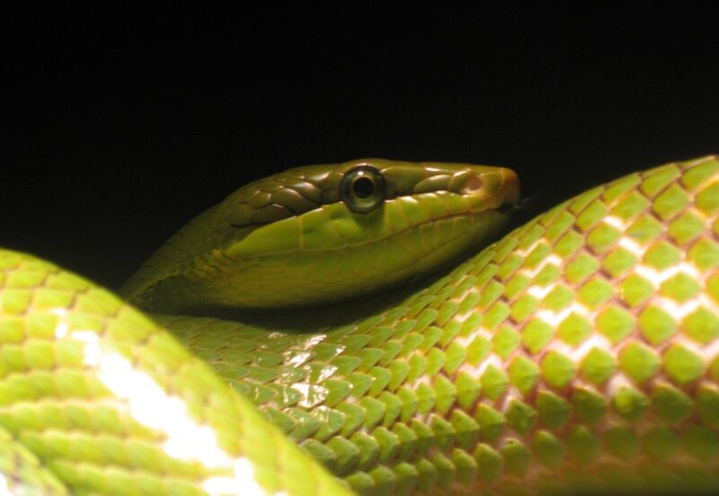 Kristine Paulus - Snake, Bronx Zoo