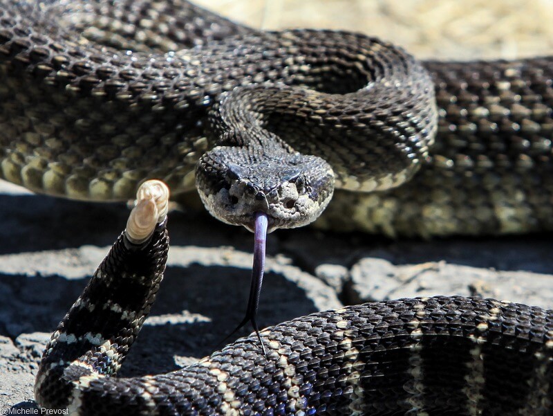 Shelly Prevost - Rattle Snake