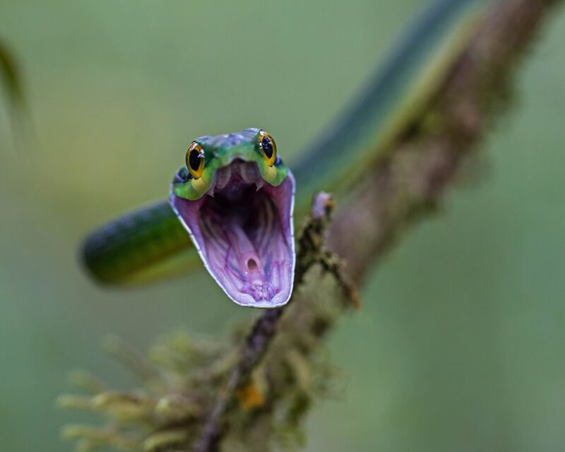 Andy Morffew - Green Parrot Snake