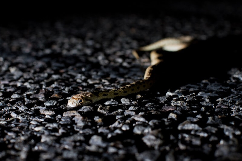 Arches National Park - Gopher Snake