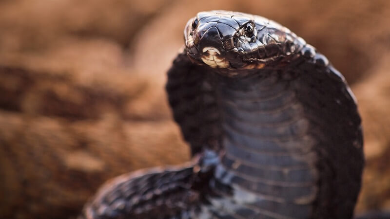 Luca Boldrini - cobra nero