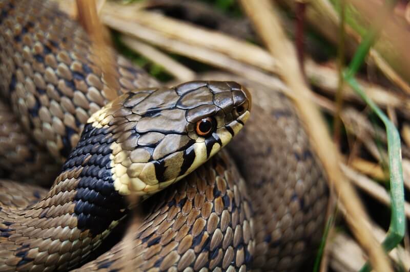 Thomas Wood - Grass Snake