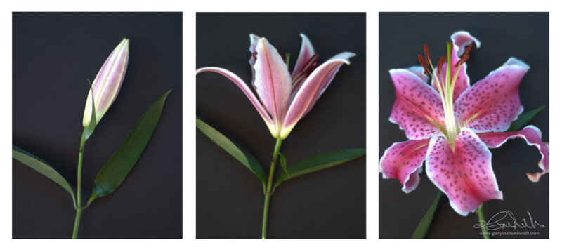 Triptych Photography Examples and Ideas - The Photo Argus