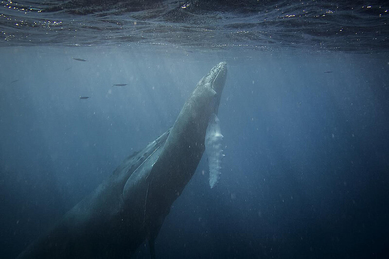 Christopher Michel - Mother & Daughter Humpback